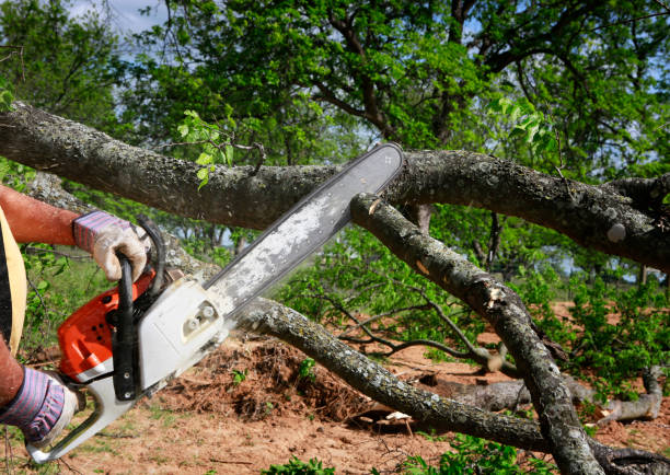 How Our Tree Care Process Works  in  Lakeshire, MO